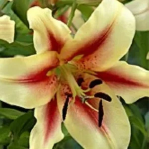 A close up of the flower of a yellow and red lily