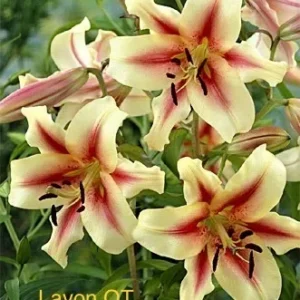 A close up of some flowers with the text " lavon ot ".