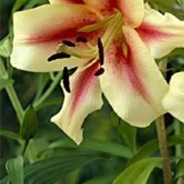 Cream lily with pink center