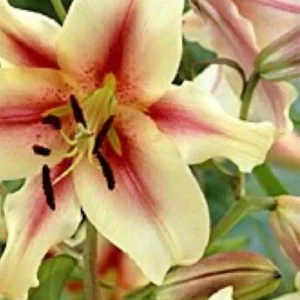 Cream lily with pink center close-up