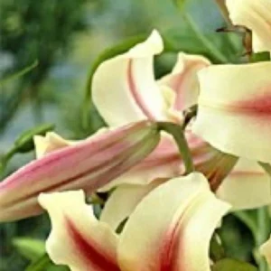 Cream and pink lilies close-up