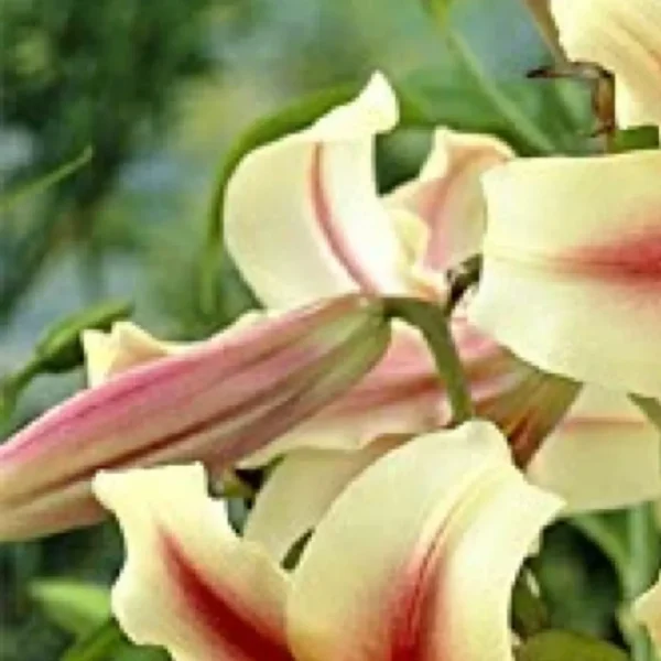 Cream and pink lilies close-up