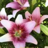 Speckled pink lilies blooming in green foliage