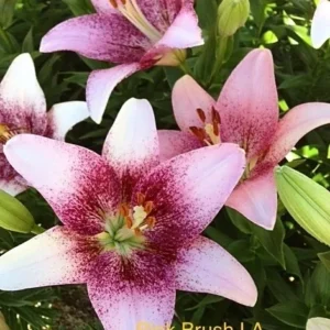Speckled pink lilies blooming in green foliage
