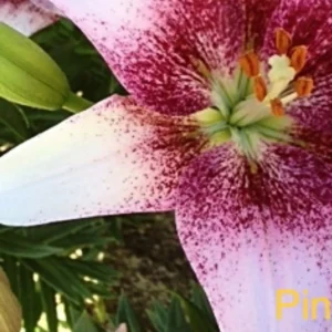 White lily with magenta-speckled center and orange stamens