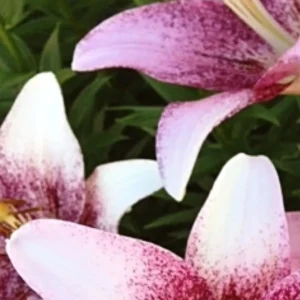 Close-up pink and white speckled lilies