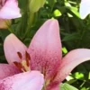 Close-up of speckled pink lily bloom