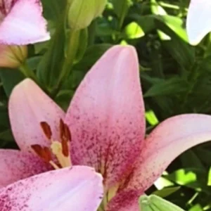 Close-up of speckled pink lily bloom