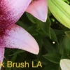 A close up of some flowers with the words " pink brush la ".