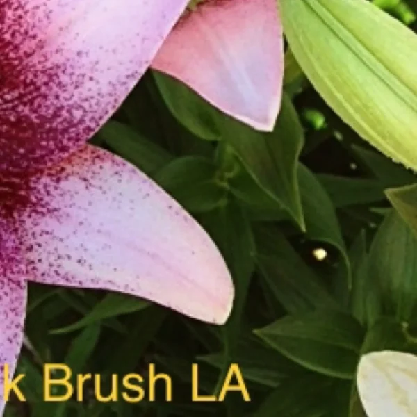 A close up of some flowers with the words " pink brush la ".