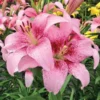 Close-up pink speckled lilies in garden