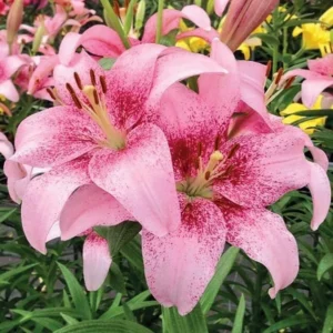 Pink Asiatic lilies with deep magenta speckling