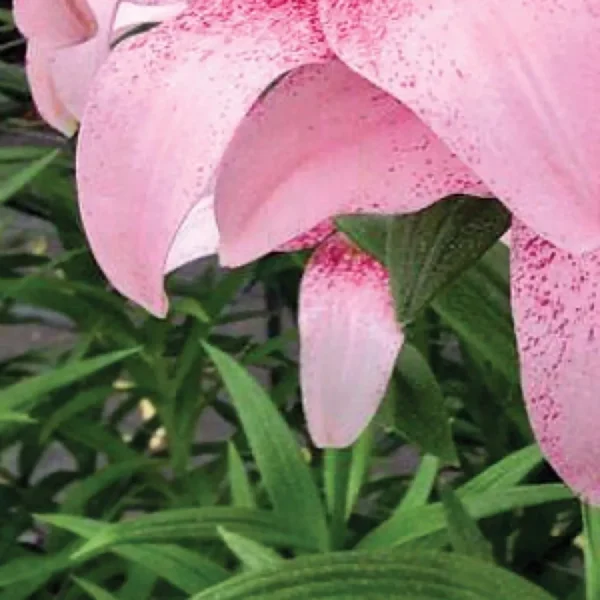 Pink speckled lily petals and foliage