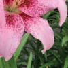 Speckled pink lily with curled petal