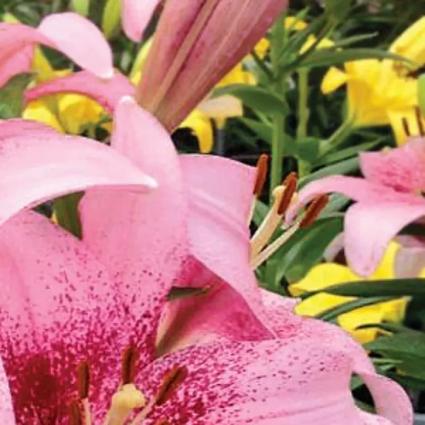 A close up of some pink flowers with yellow leaves