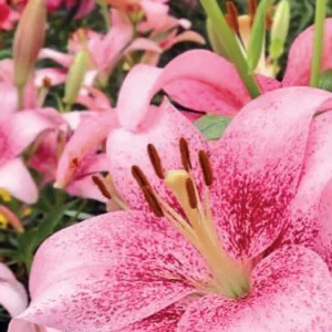 Close-up speckled pink lily with brown anthers