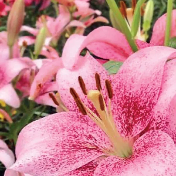 Close-up speckled pink lily with brown anthers