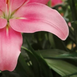 Curved pink lily petal over blurred foliage