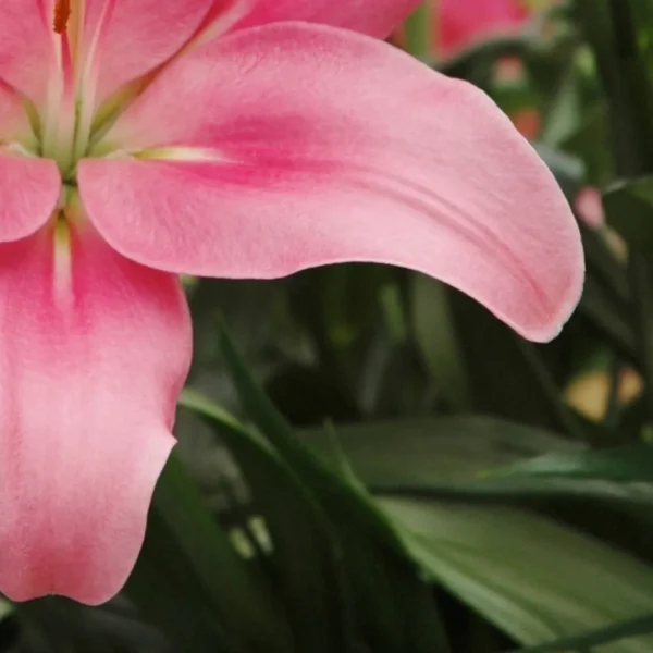 Curved pink lily petal over blurred foliage