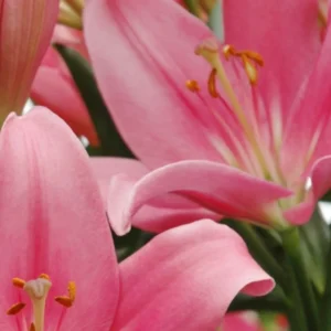 Pink lily blooms close-up with yellow stamens