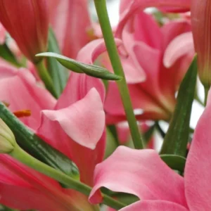 Close-up pink lily petals and green stems