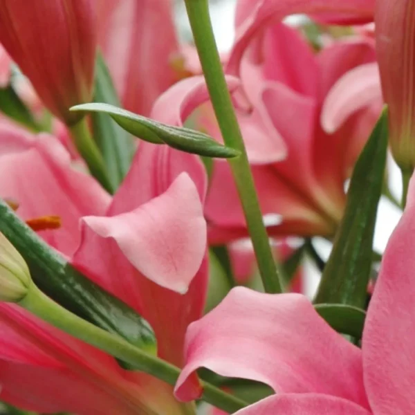 Close-up pink lily petals and green stems