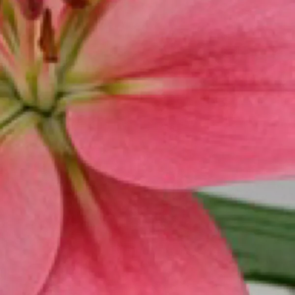 Pink lily petal with green base