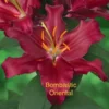 Bombastic Oriental lily deep red bloom