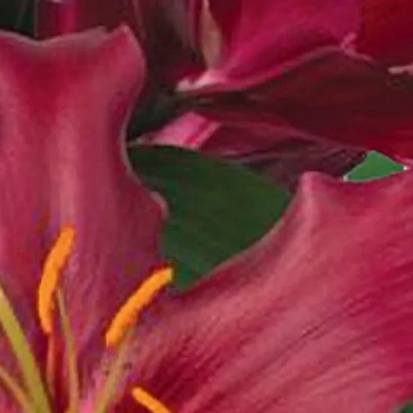 Deep pink lily close-up with yellow stamens