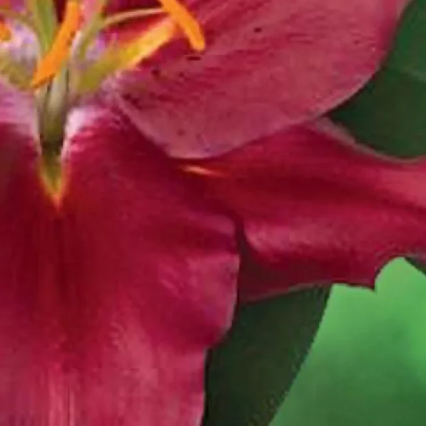 Close-up red lily with orange stamen