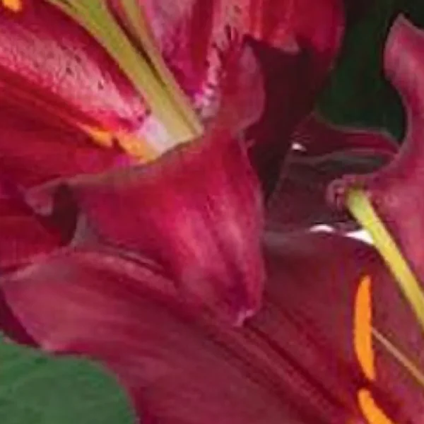 Close-up of crimson lilies with yellow stamens