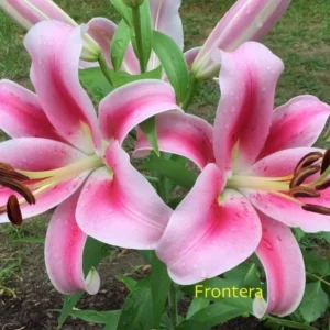 Close-up of pink lilies with dew