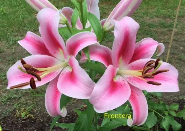 Close-up of pink lilies with dew