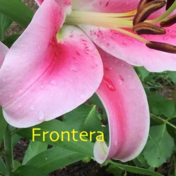 A pink flower with green leaves and water drops on it.