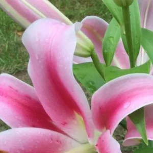 Pink lily petals with water droplets