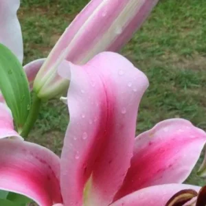A close up of some pink flowers with water drops on them