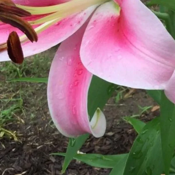 Dew-kissed pink lily petal close-up