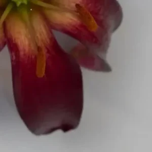 Macro red flower petal with yellow stamens