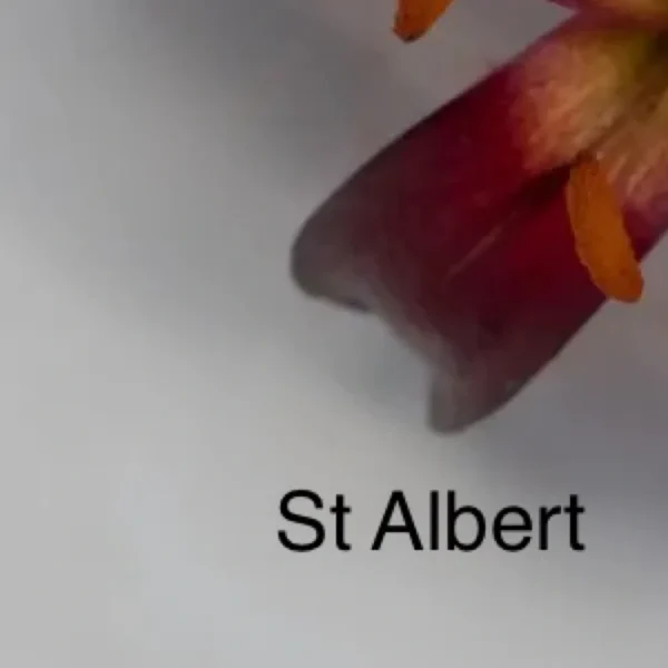 A close up of the word st albert