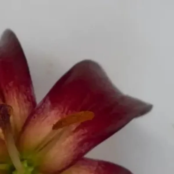 Close-up red lily petal with pollen
