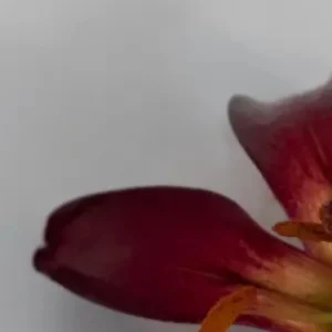 Close-up crimson flower petal with stamen