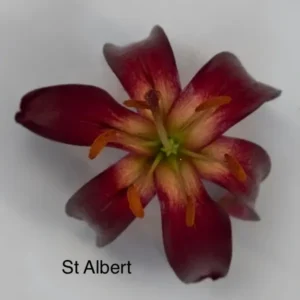 St Albert red flower close-up