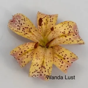 Speckled yellow lily "Wanda Lust" bloom