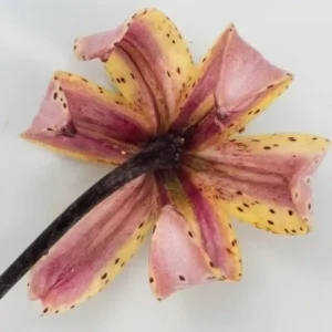 A close up of the flower on the table
