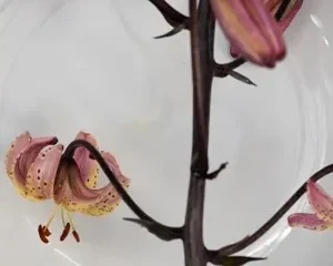 A close up of some flowers on a plate