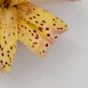 Yellow lily petal tip with burgundy spots