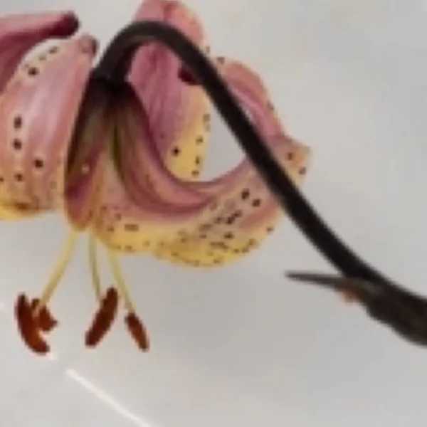 A close up of a flower with a long stalk