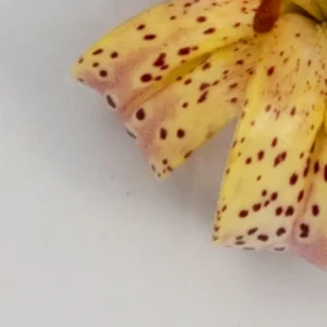 A close up of the petals of a flower