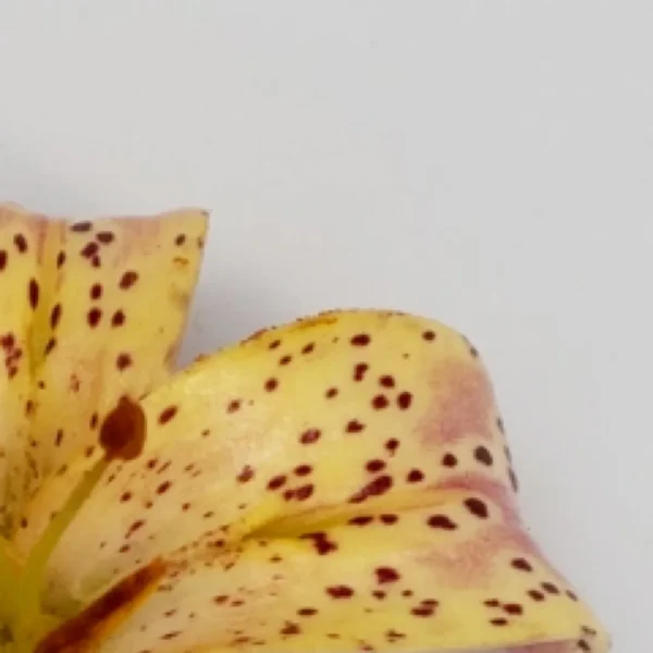 Pale yellow lily petal speckled with brown