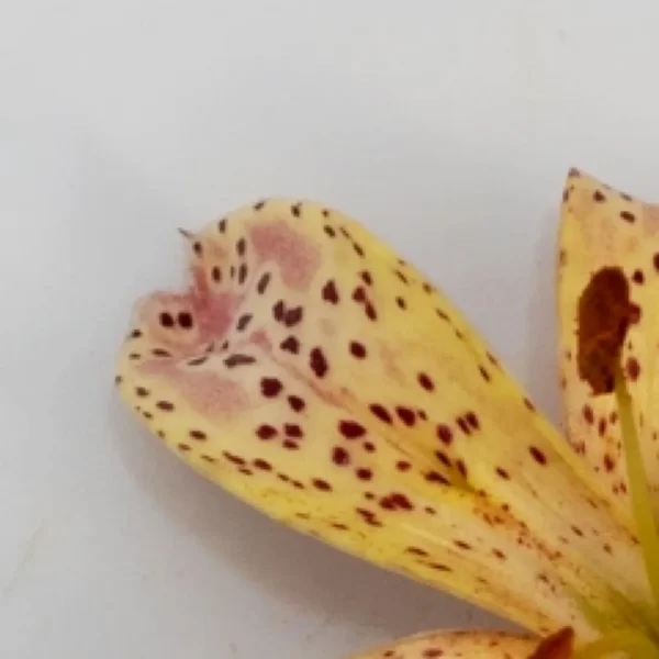 Close-up yellow spotted flower petal